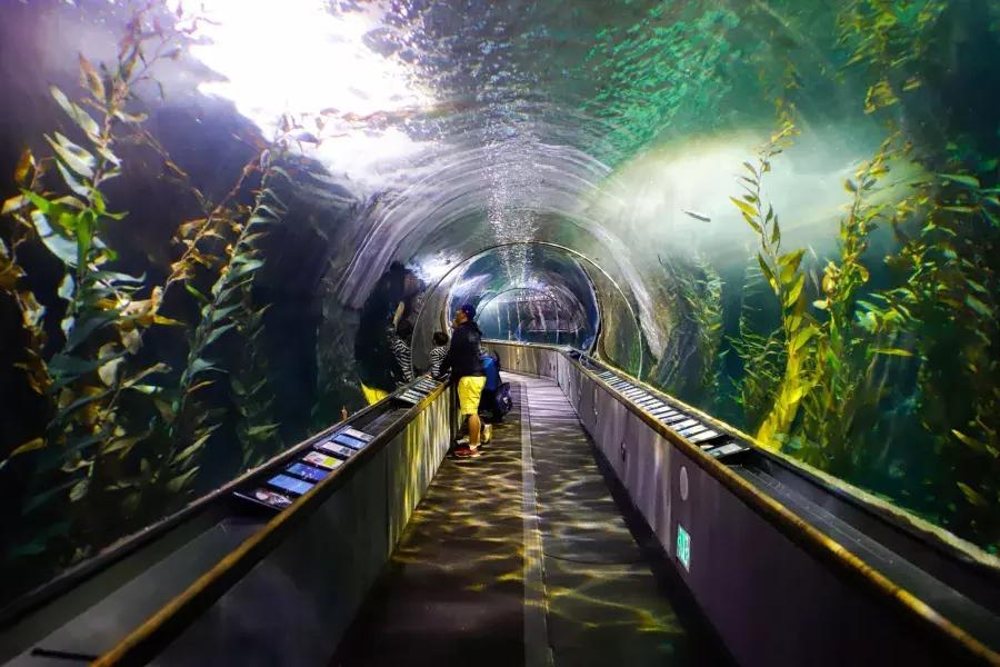 Une famille observe la vie marine à l’intérieur d’un tunnel de l’Aquarium de la Baie