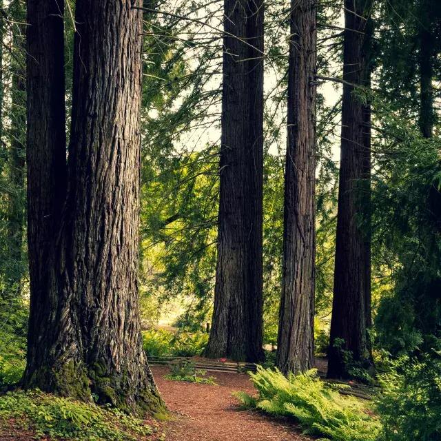 A tranquil place in the Berkeley hills.