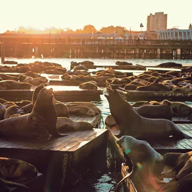 Leones marinos descansan en el muelle K del 迪克39 al atardecer