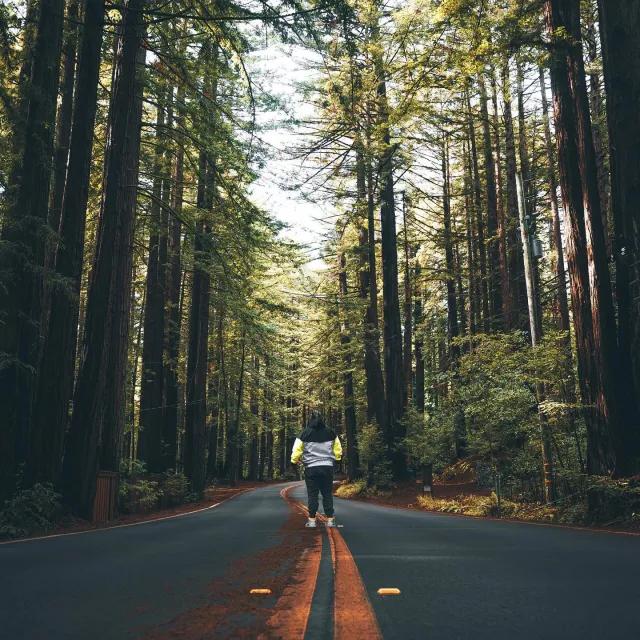 Homem fica de costas para a câmera na estrada que passa por altas sequoias. 